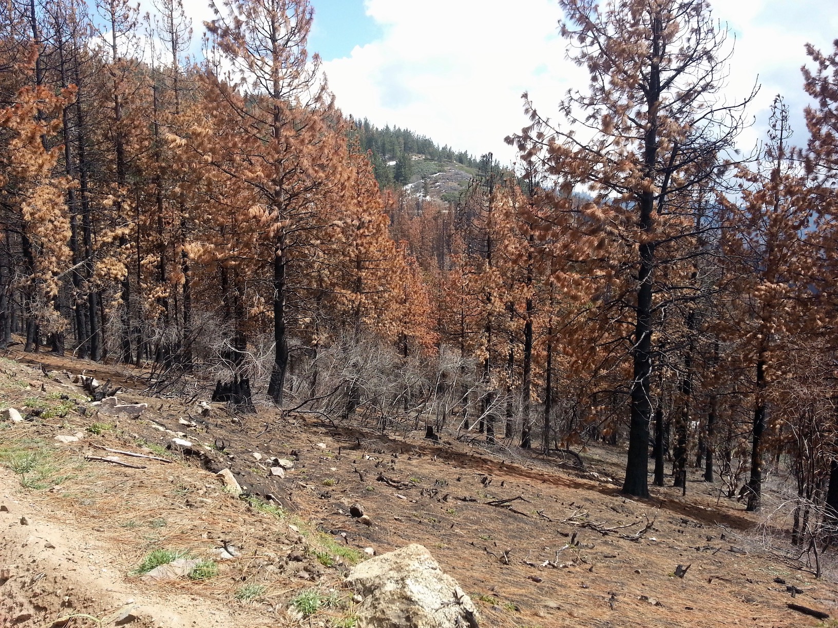 stand of dry, dying trees with reddish-brown needles in Californias Sierra Nevada