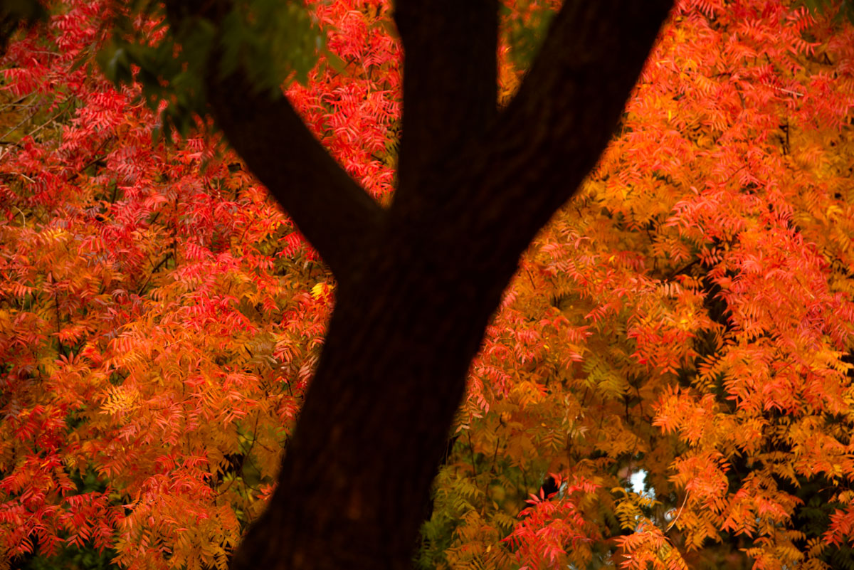 orange tree