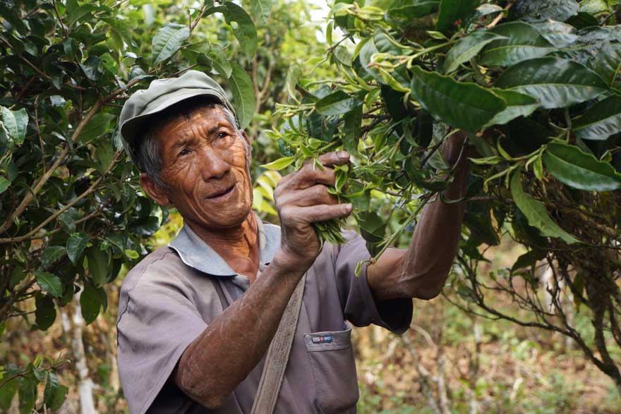 Tea plants in china