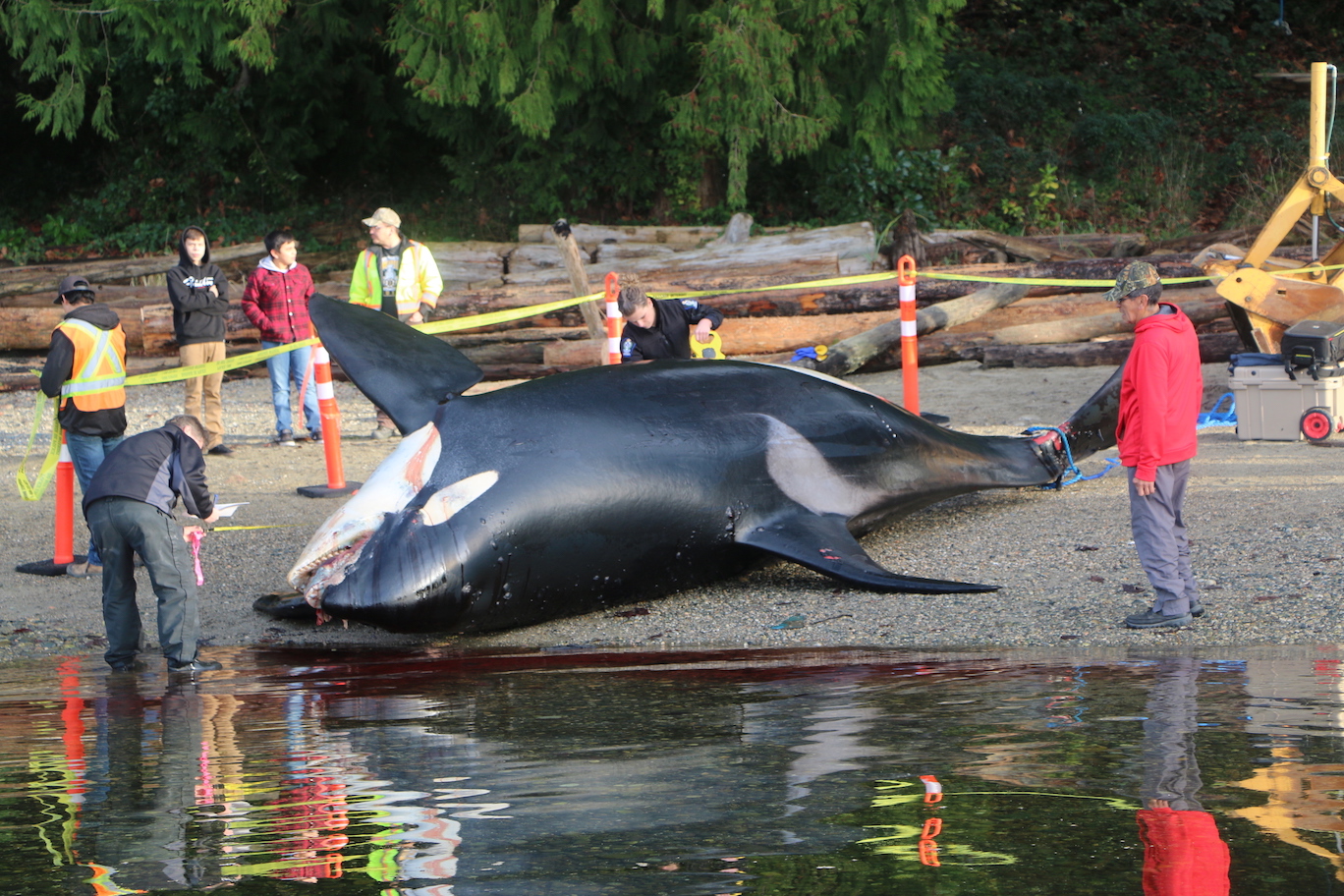 killer whale stranded on beach