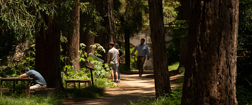 UC Davis Arboretum