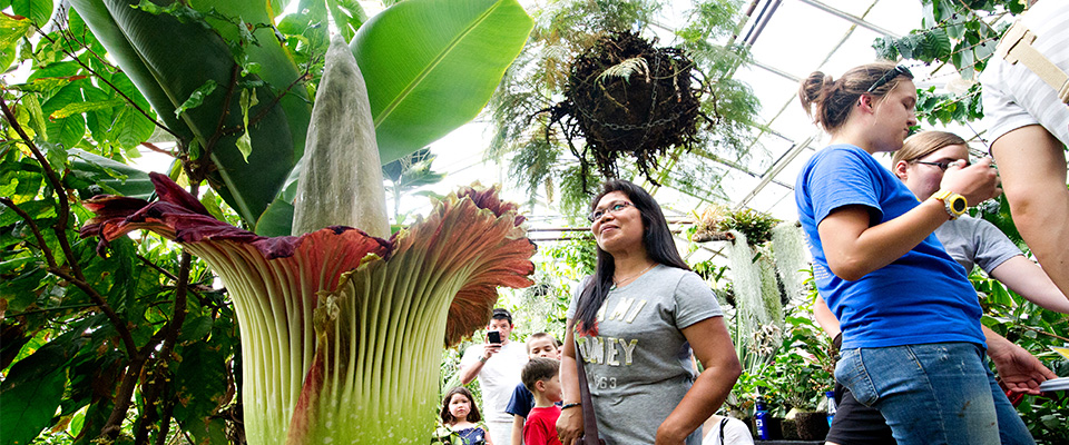 Corpse flower 