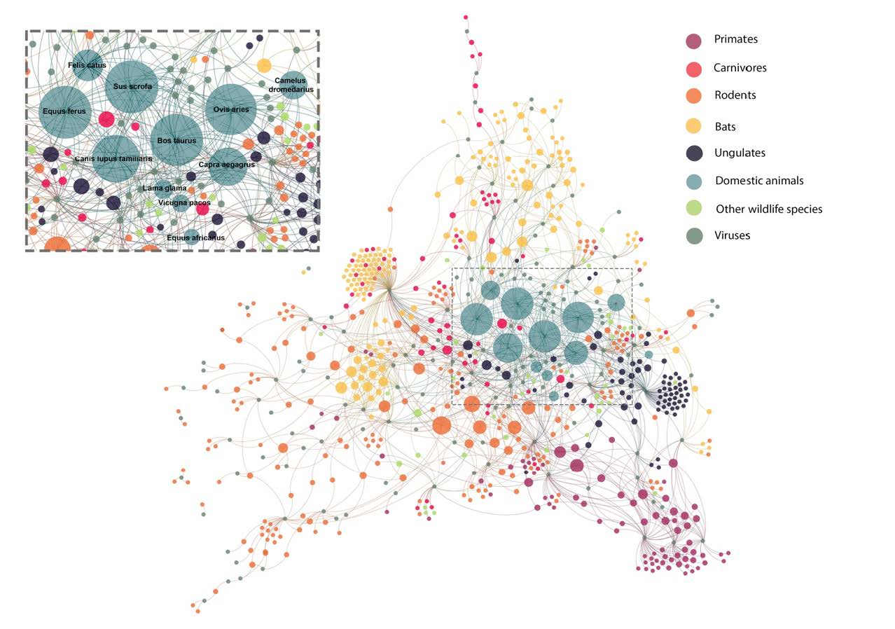 Network graph showing wild and domesticated mammalian species and their zoonotic virus associations