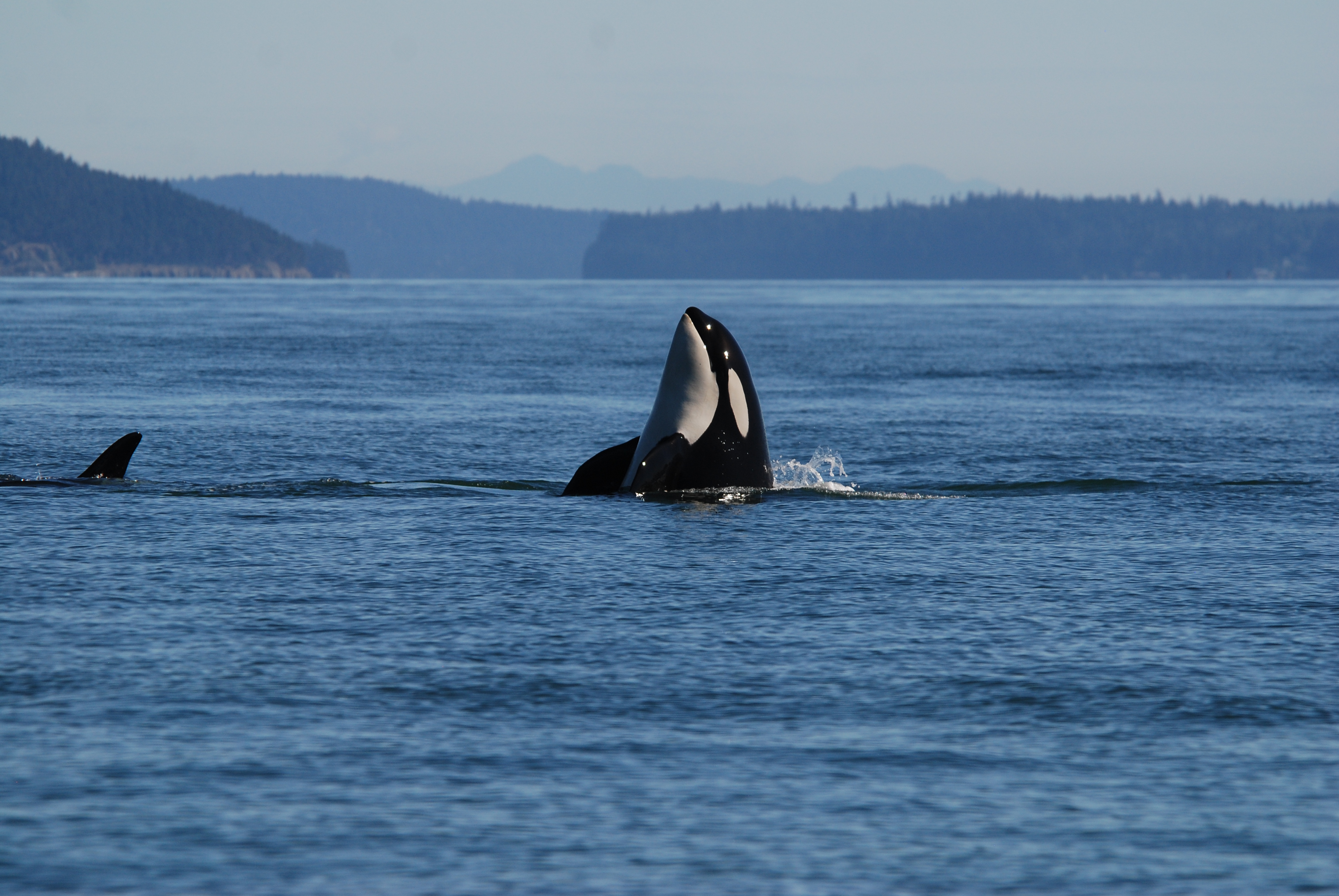 Killer whale rising from ocean