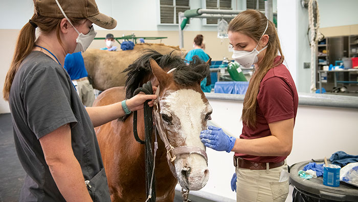 Burned horse treated in vet med hospital