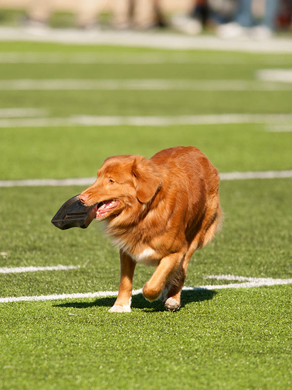 Pint, the tee retriever