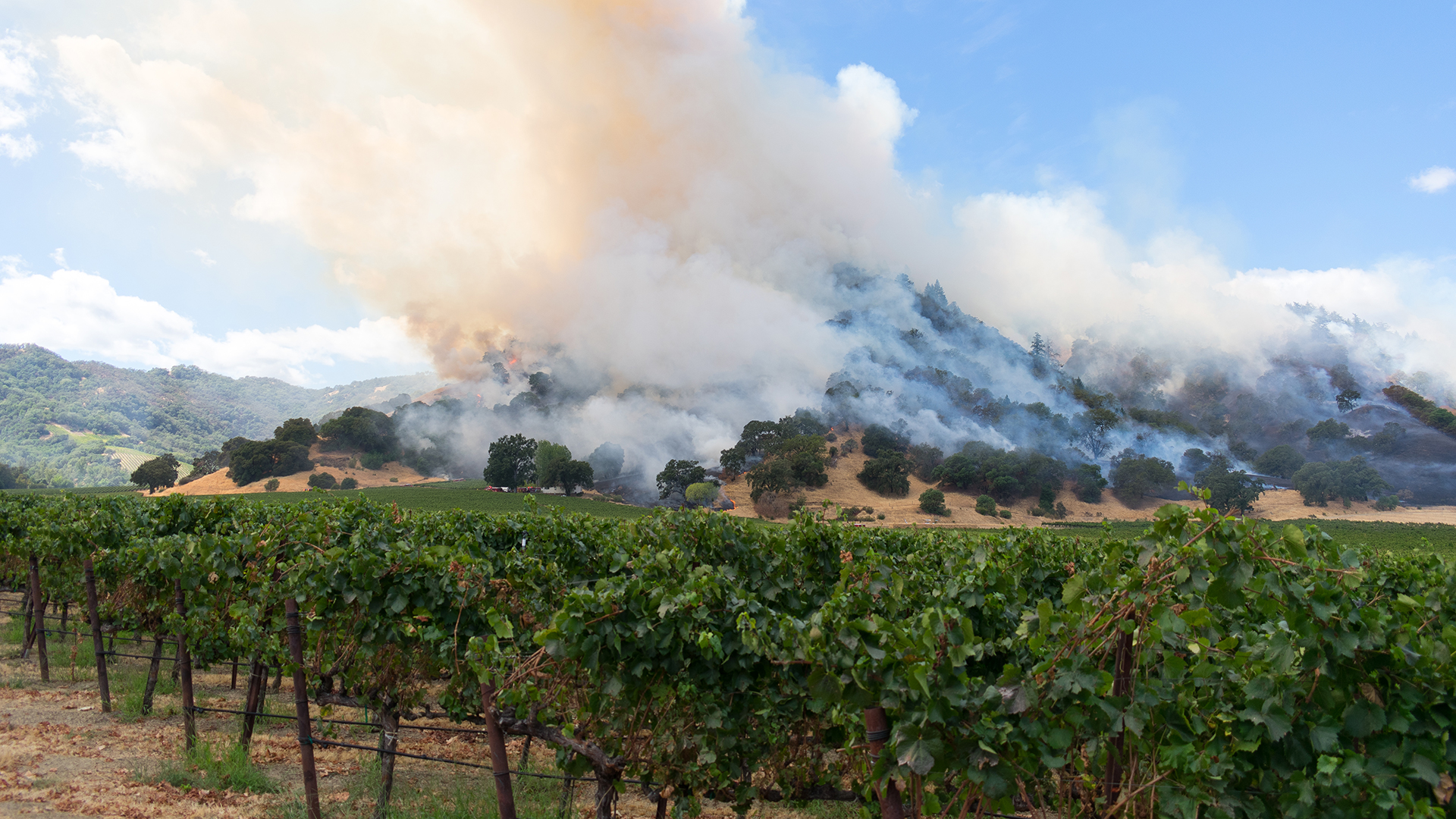 Vineyards with smoke in the distance