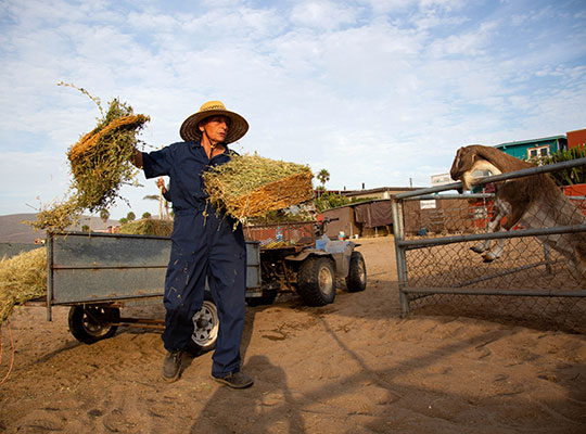 Dawn Stephens cares for goats and horses