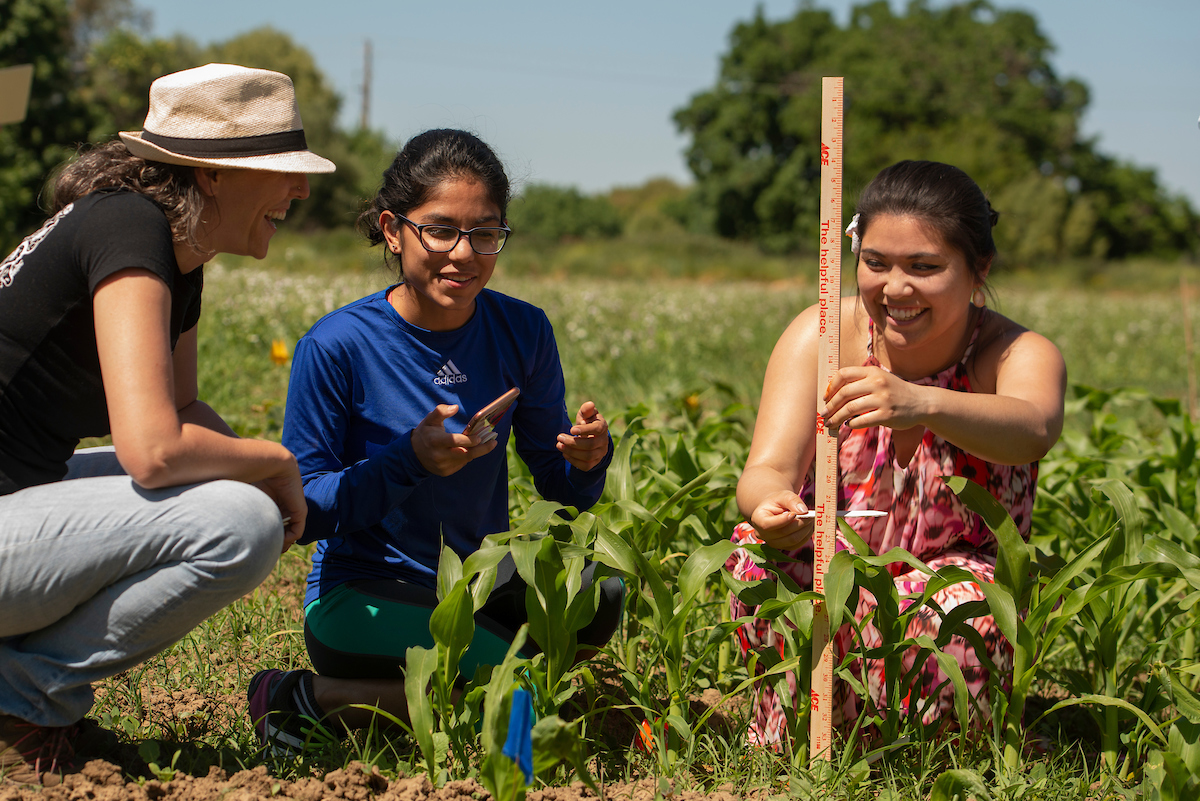 Two students measure corn beside their professor at UC Davis. 