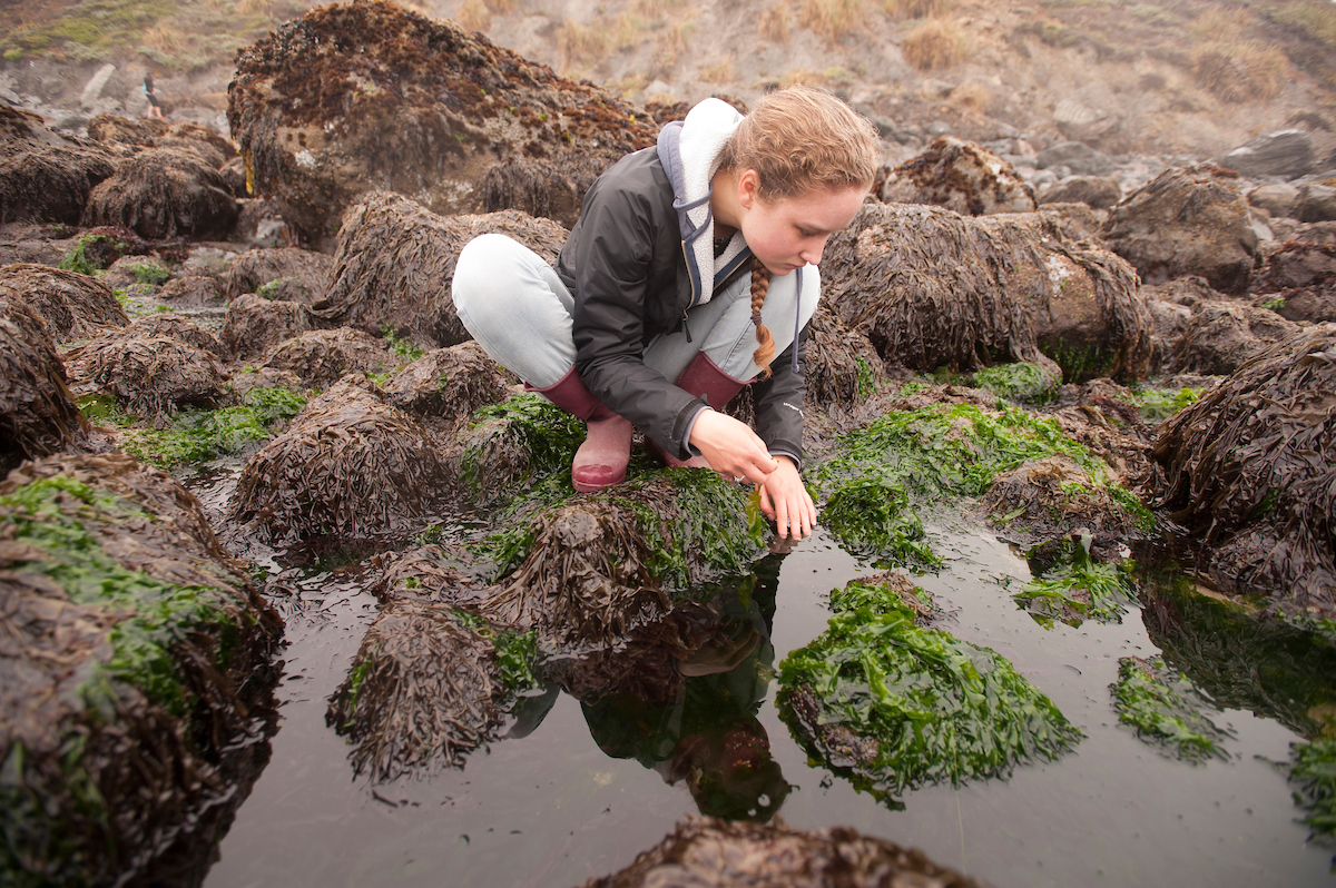 A student inspects a tidal pool at Bodega Bay UC Davis. 