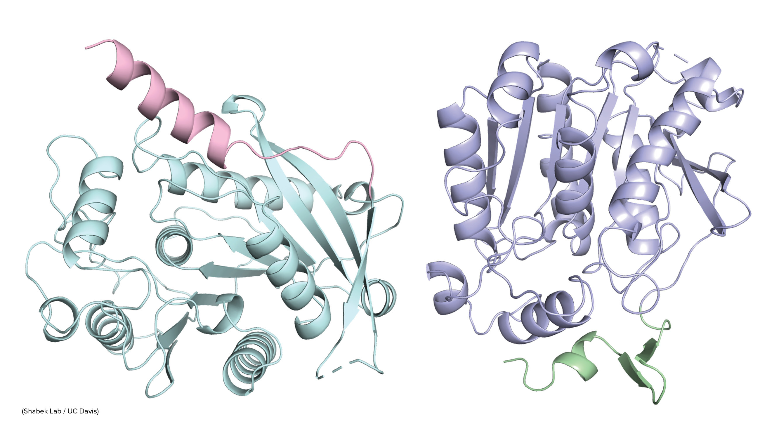 Two sets of ribbon helixes connected by thinner ribbons. Ribbons on the left are teal and pink, those at right are purple. 