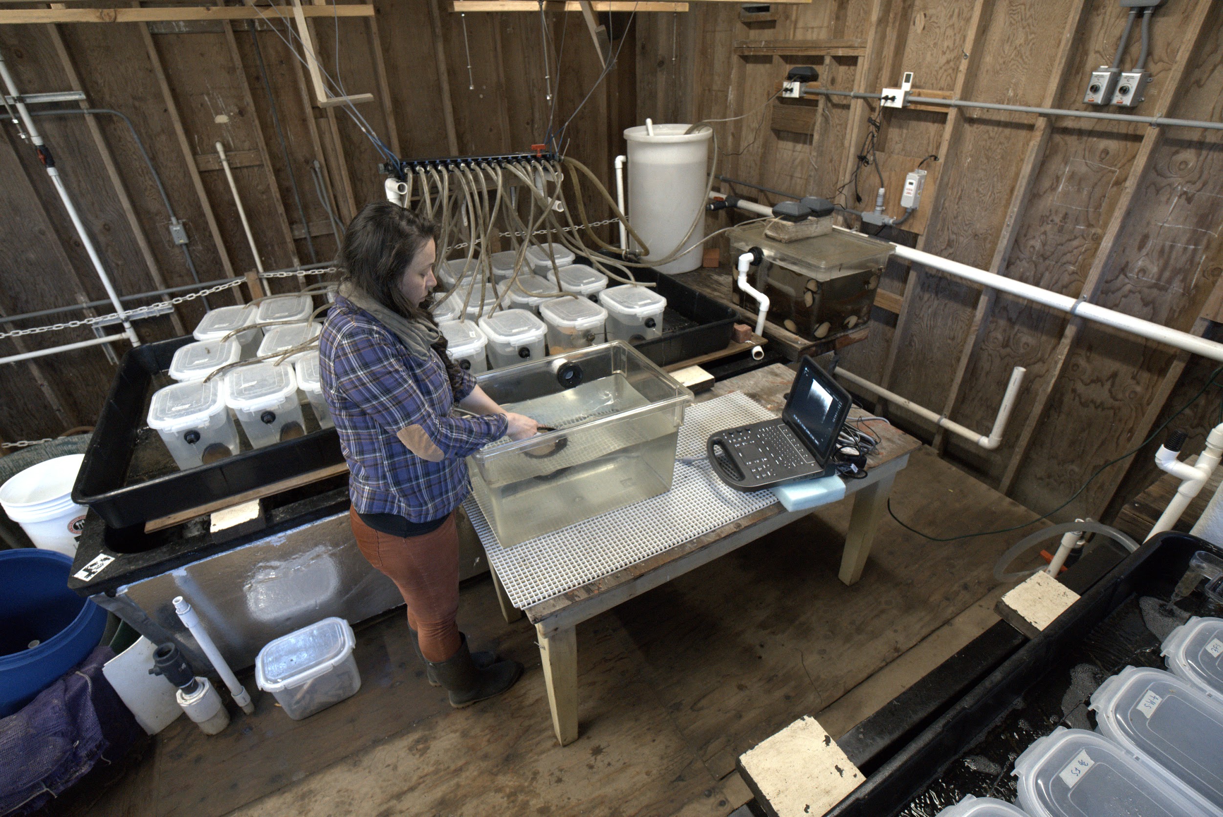 Woman scientist gives ultrasound to an abalone in a tank at a marine lab