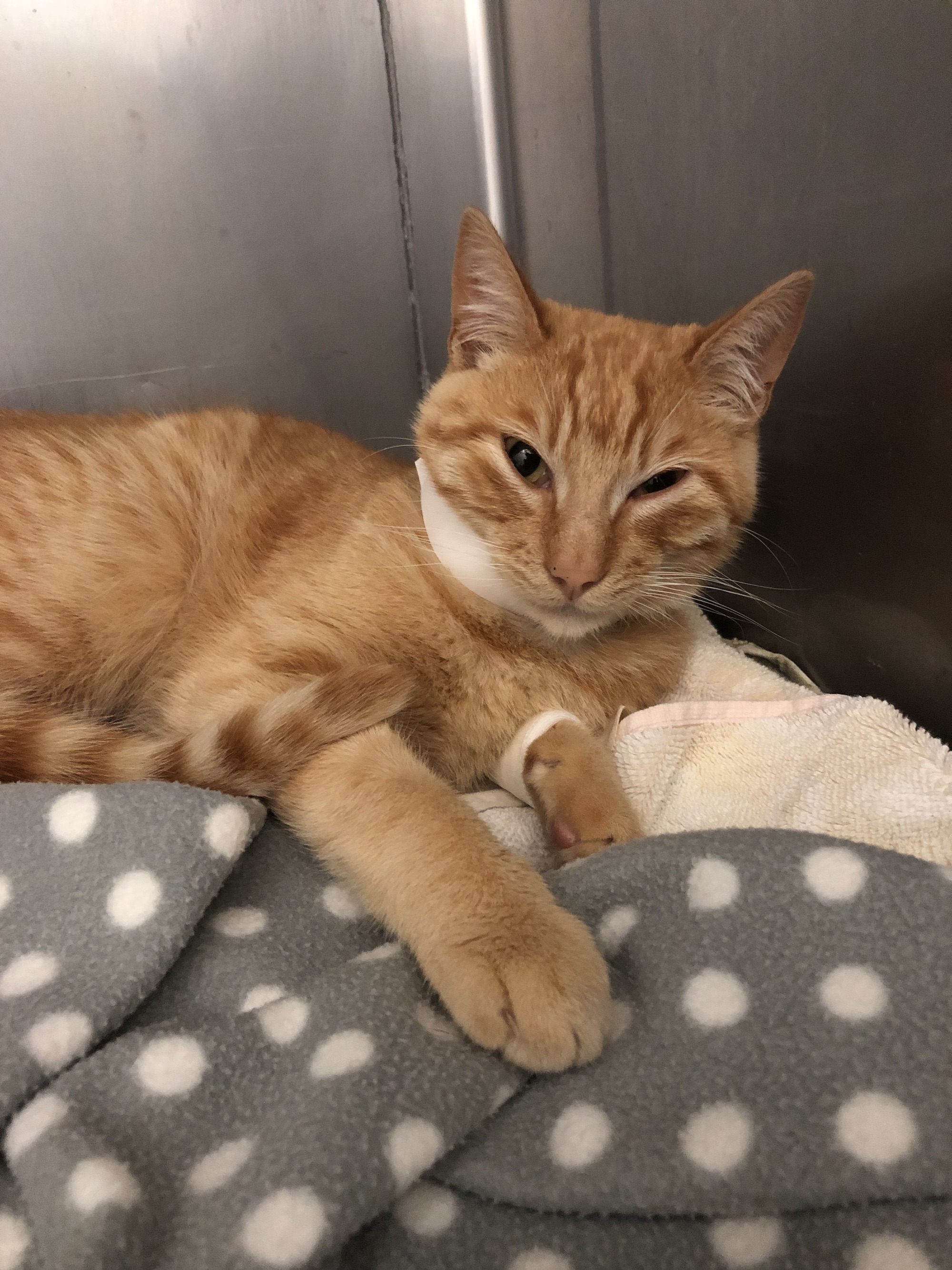 tabby cat inside his kennel