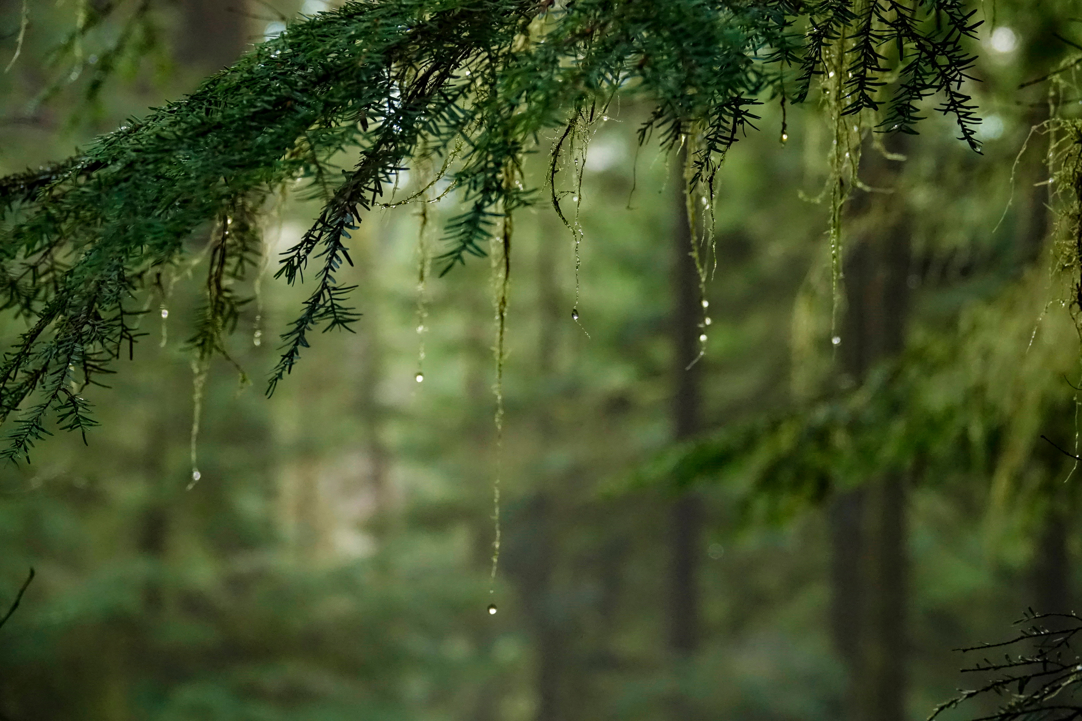 close up of wet branch in green forest