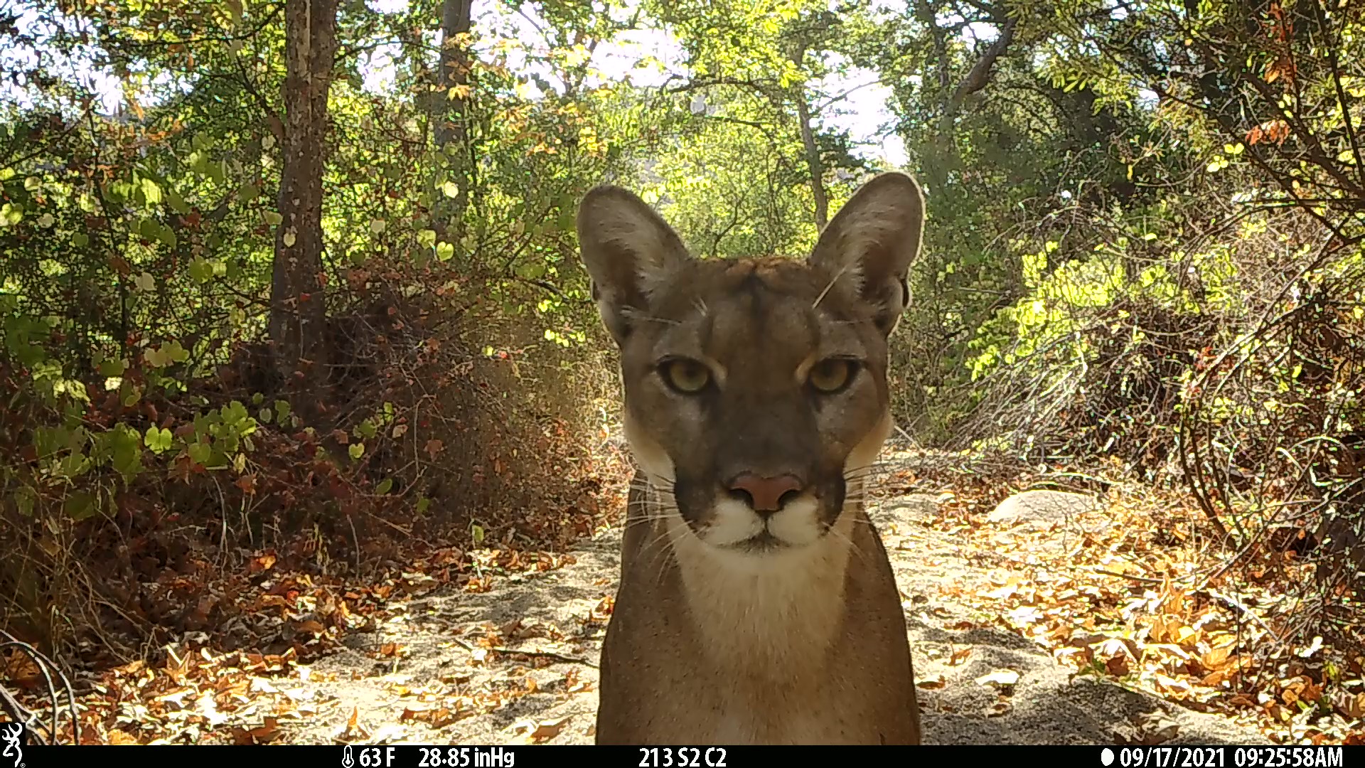 Mountain lion stares into trail camera