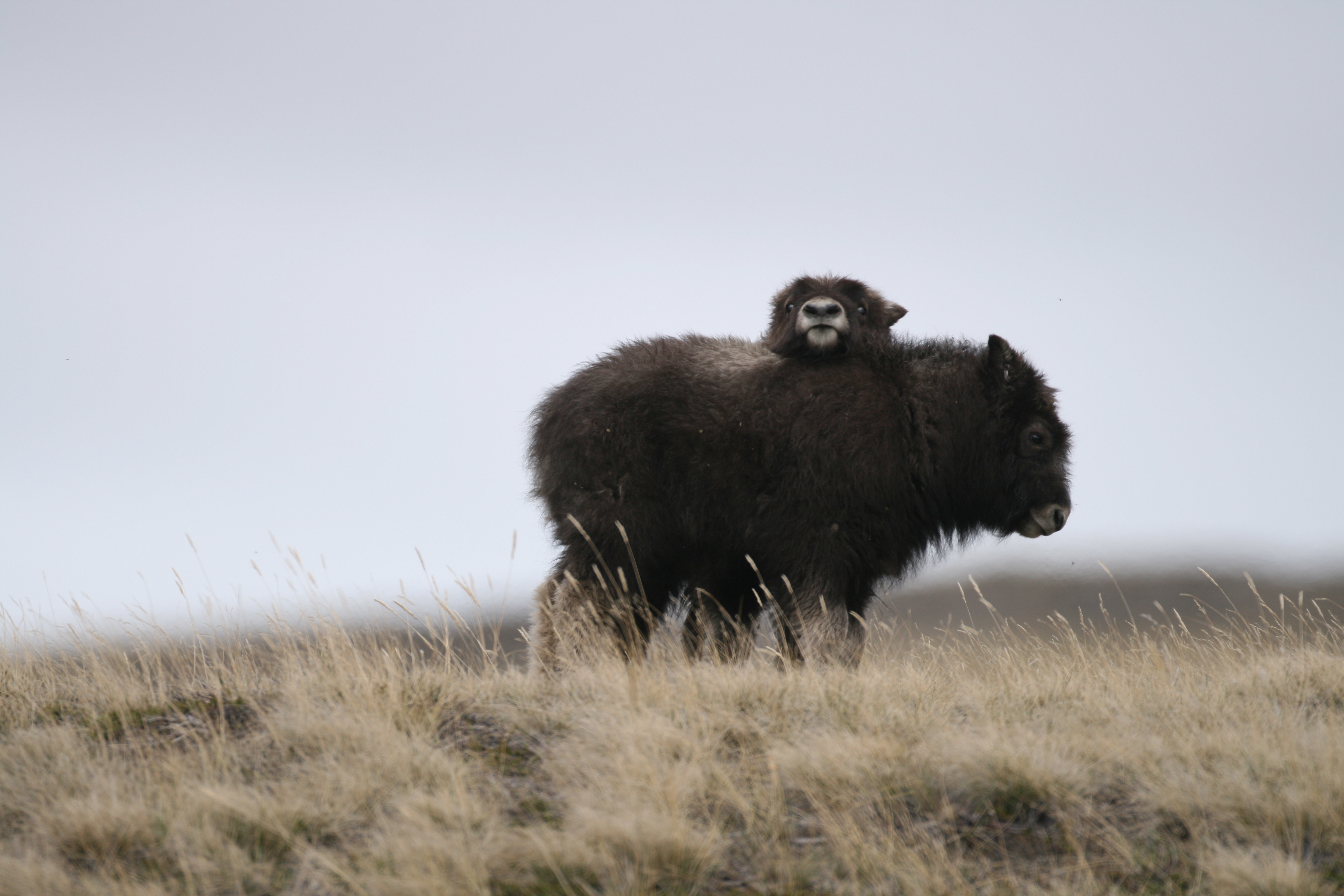 baby musk oxen