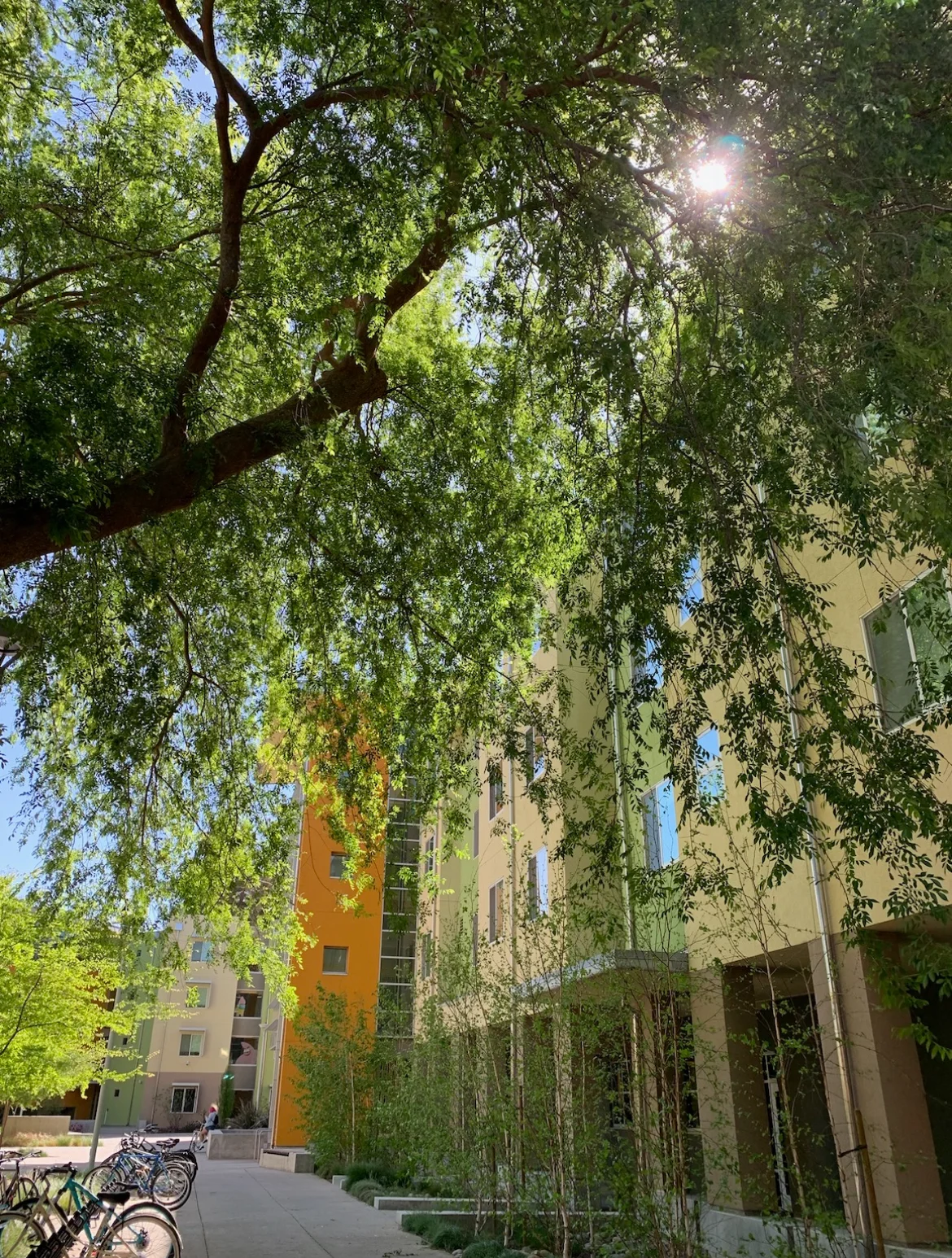 A glimpse of the Tercero Dorms behind a large tree.