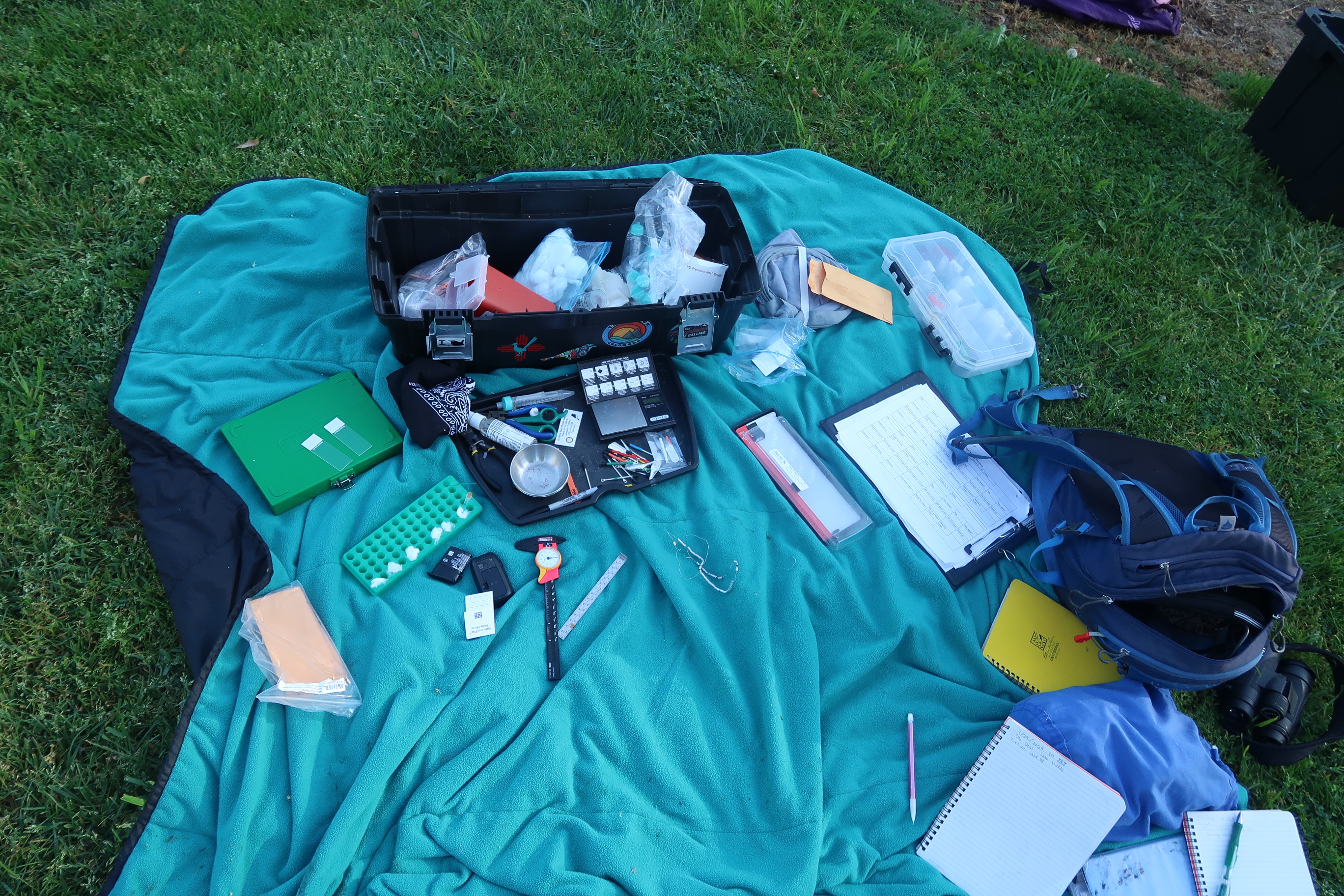 a spread of the team's gear used to capture, measure, and band an adult phoebe