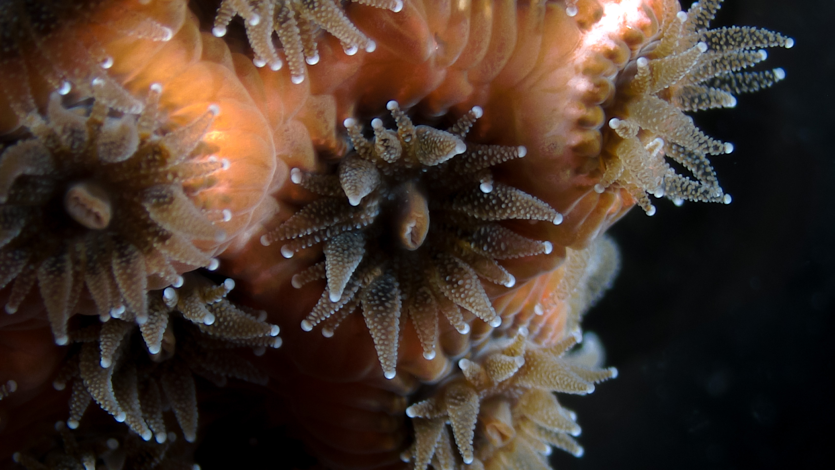 Micrscopic image of Northern star coral and microalgae