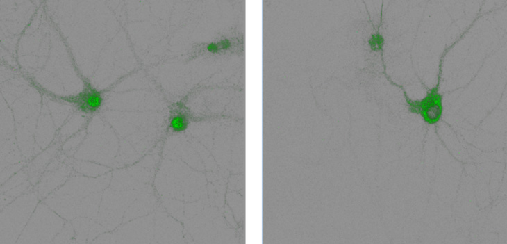 Two adjacent panels show green dots over grey cells. 