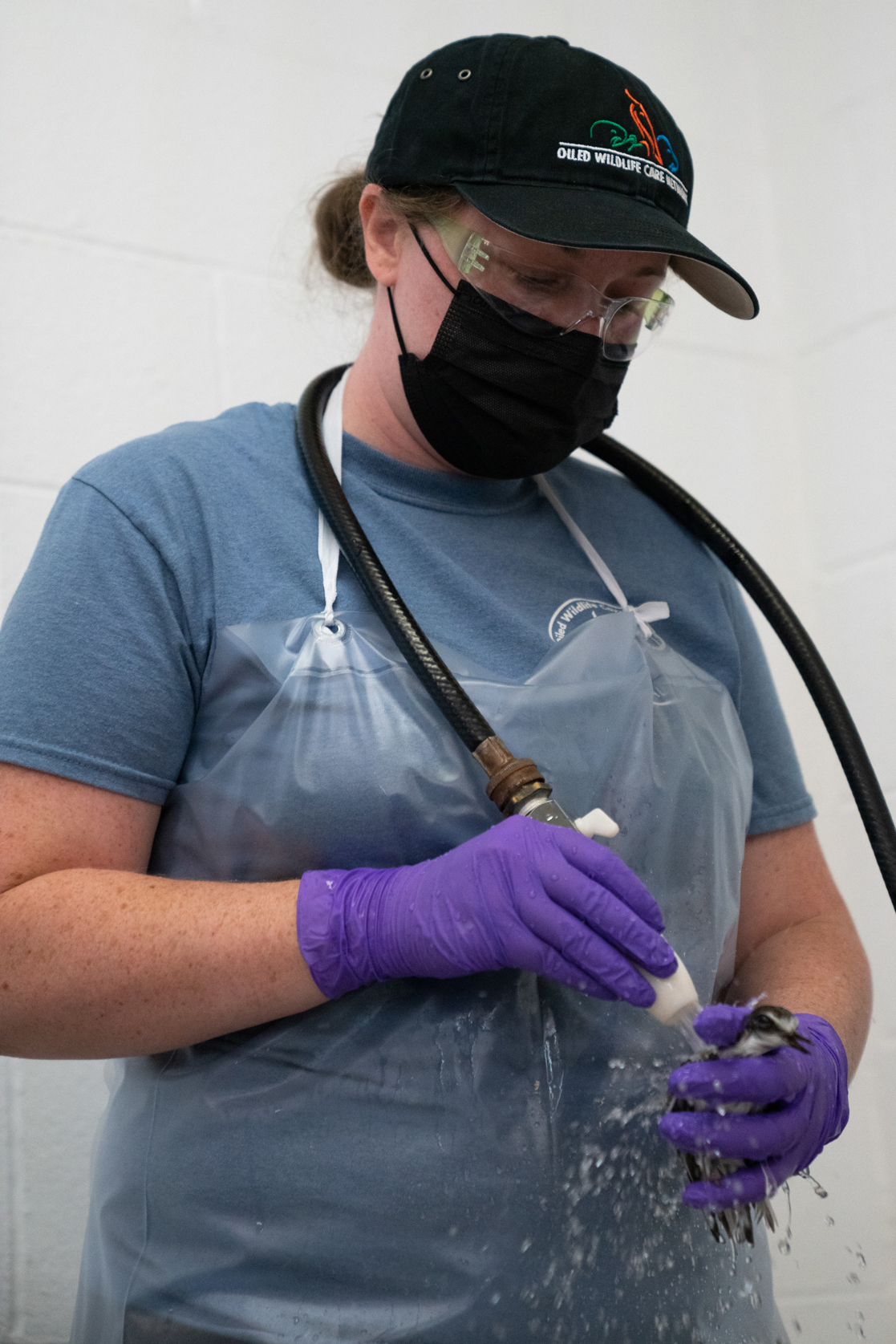 A person holds a small bird and rinses it with a hand-held hose