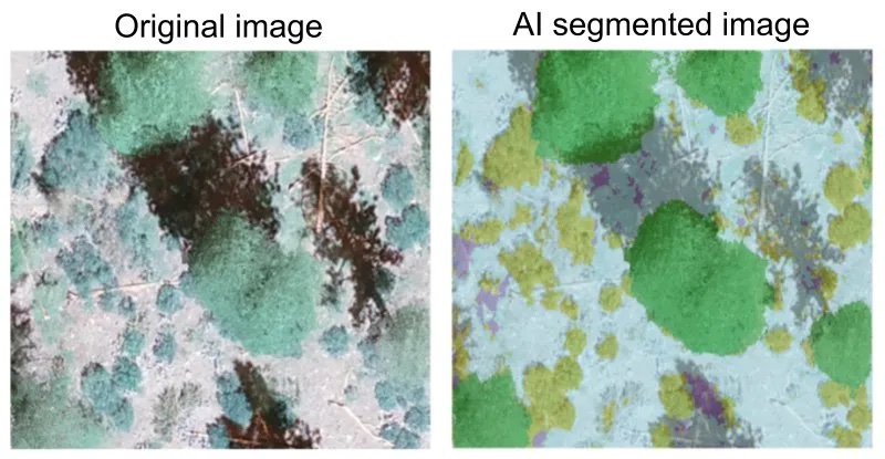 segmented aerial views of vegetation shot with drones