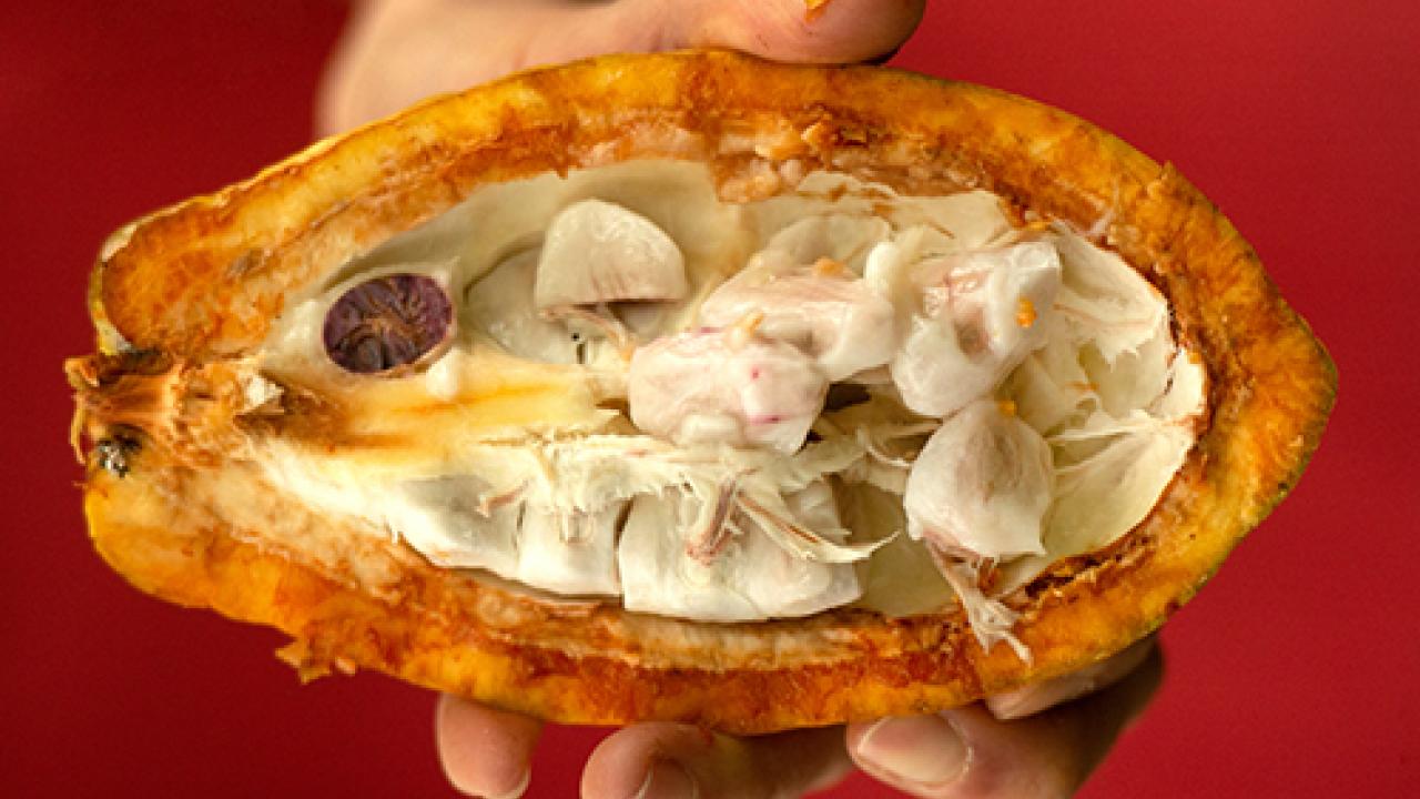 open cacao pod