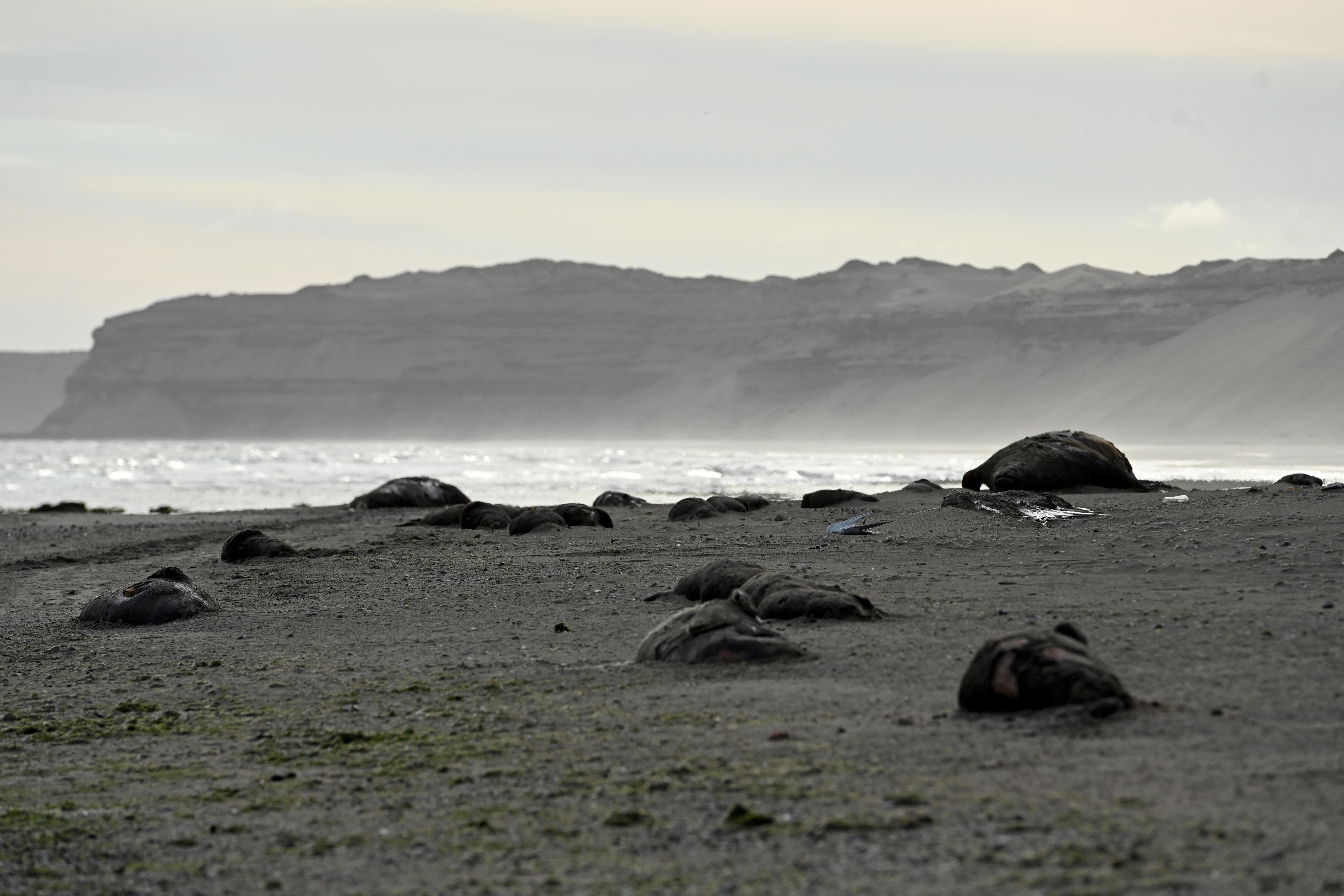 Dead elephant seals lie, appearing as gray boulders, on a beach