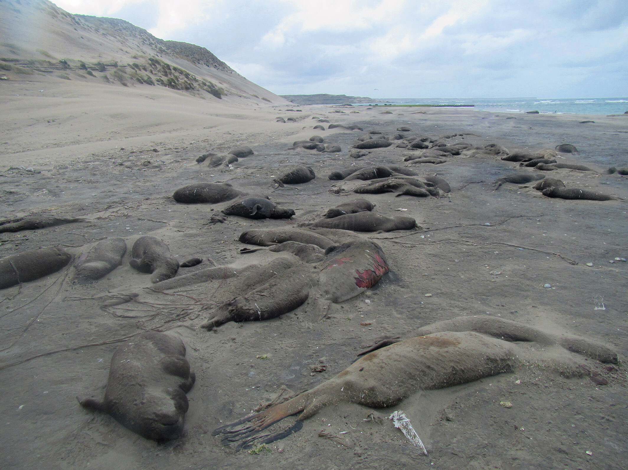 many dead elephant seals lie on beach Argentina, victims of bird flu outbreak