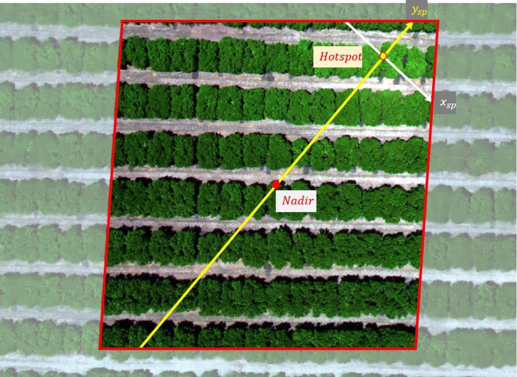 Orchard trees seen from above. A red box surrounds the center of the image. The trees are brighter towards the top right corner. 