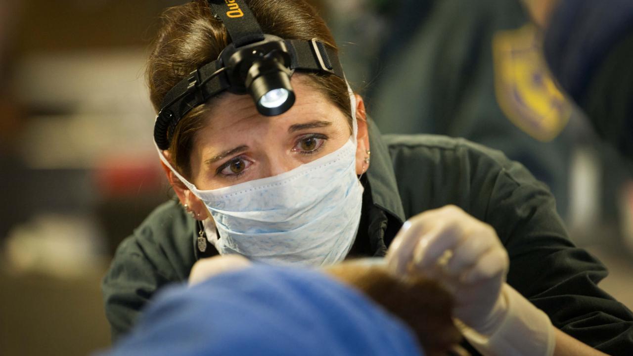 jamie peyton sutures tilapia skins onto bear