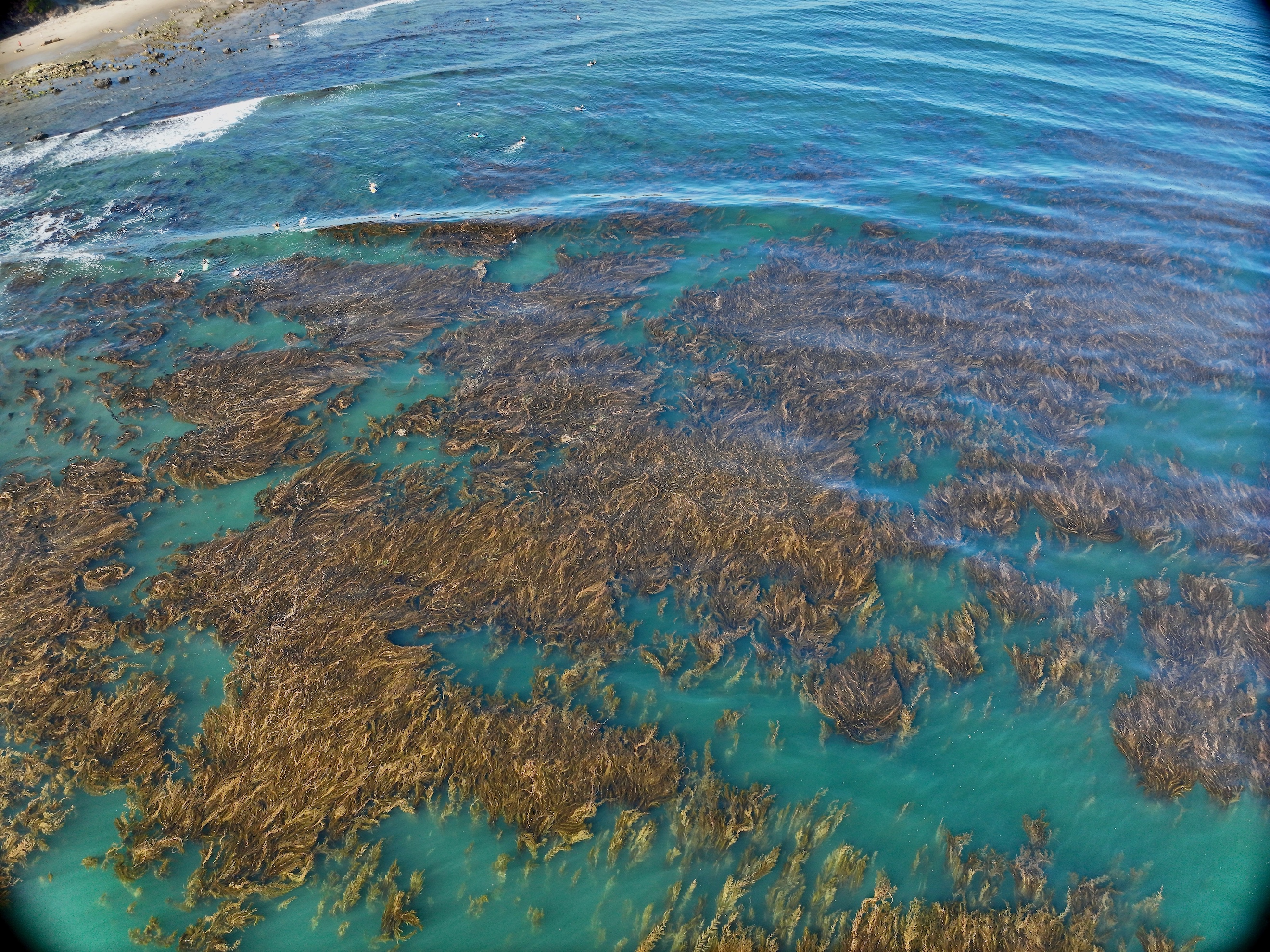 aerial drone image of kelp floating on surface of ocean