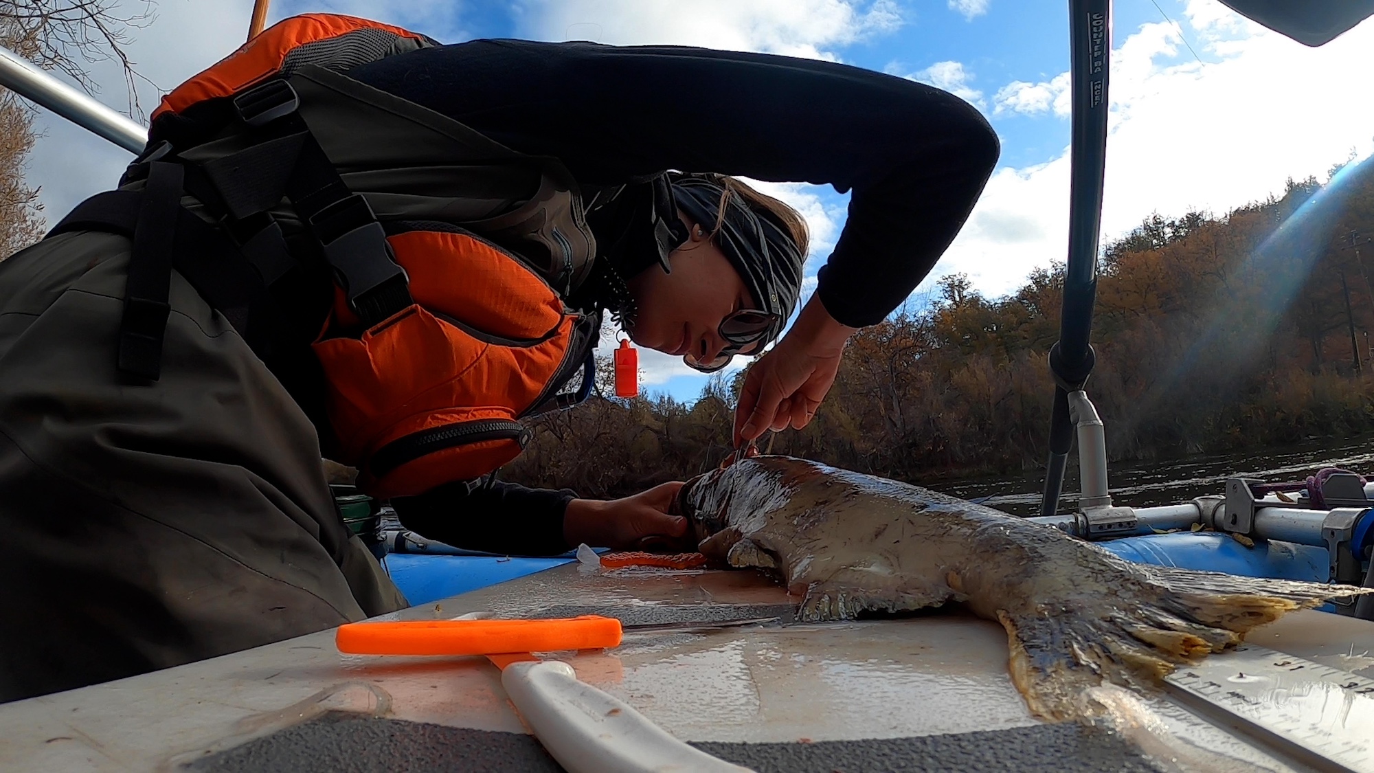 Researchers collect fish otoliths, or ear bones, that they are removing here from a salmon carcass, to discover the habitats salmon use throughout the Klamath River basin. (Alysha Beck / UC Davis)