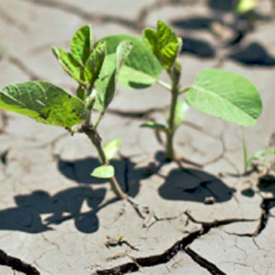 Young plant growing in cracked soil