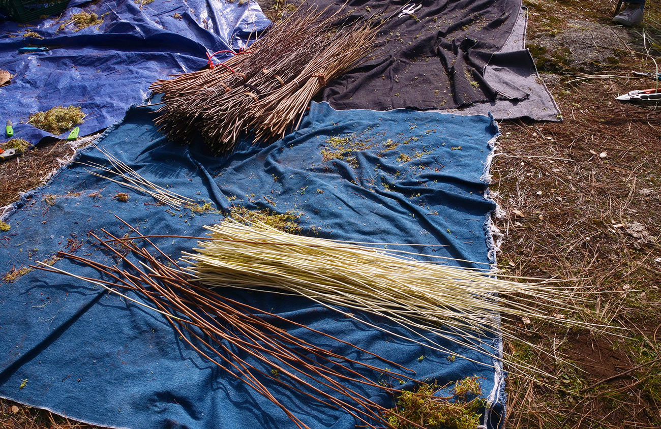 sticks of sour berry branches bundled together