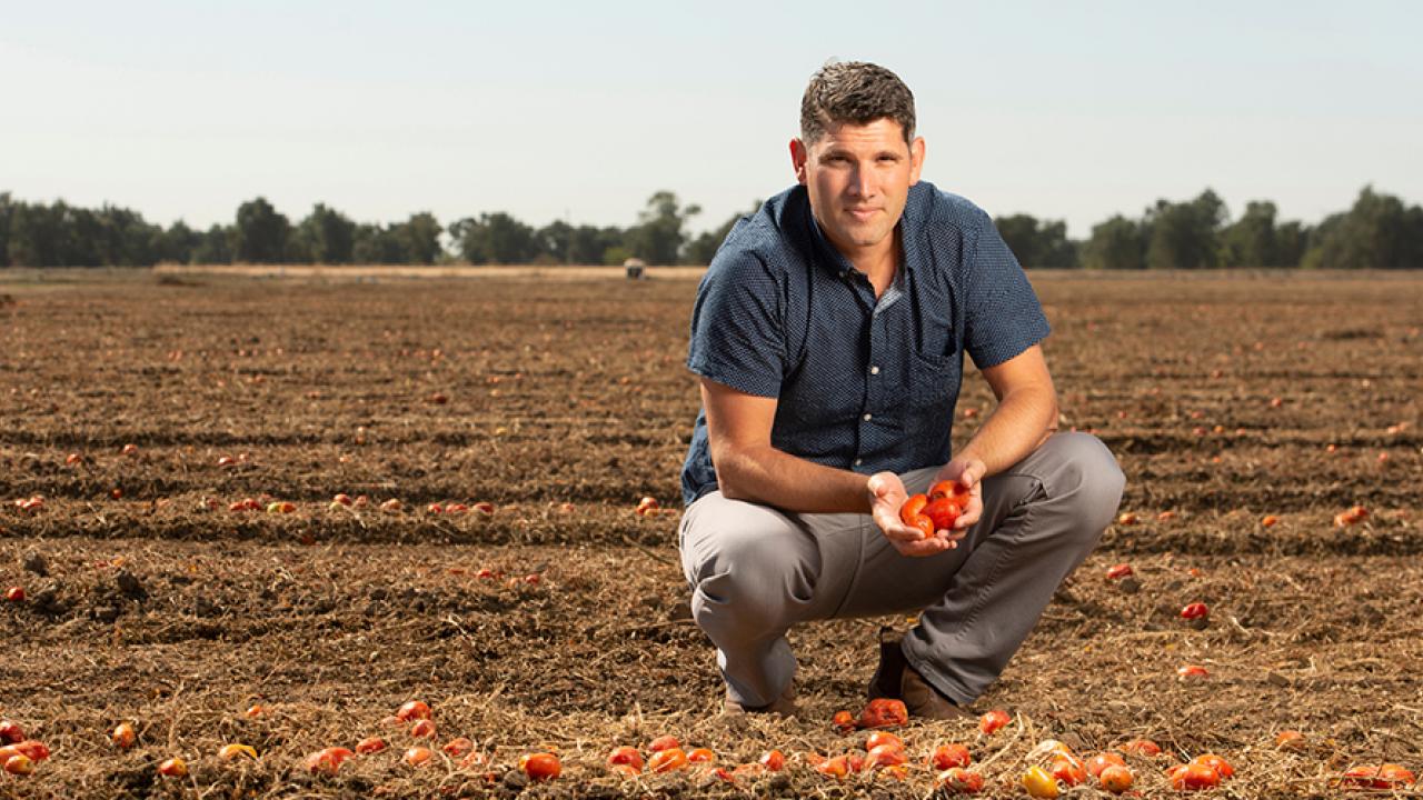 ned spang in tomato field