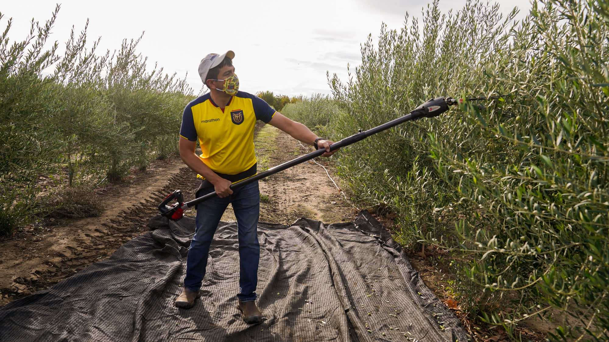 Man harvests olives.