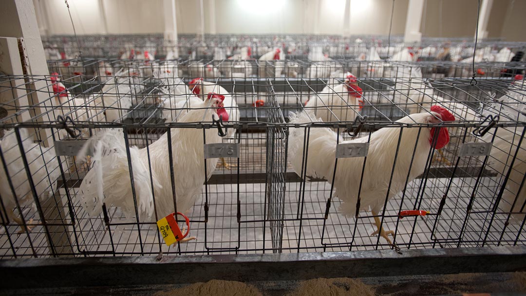 Photo of chickens in individual cages within a large building.