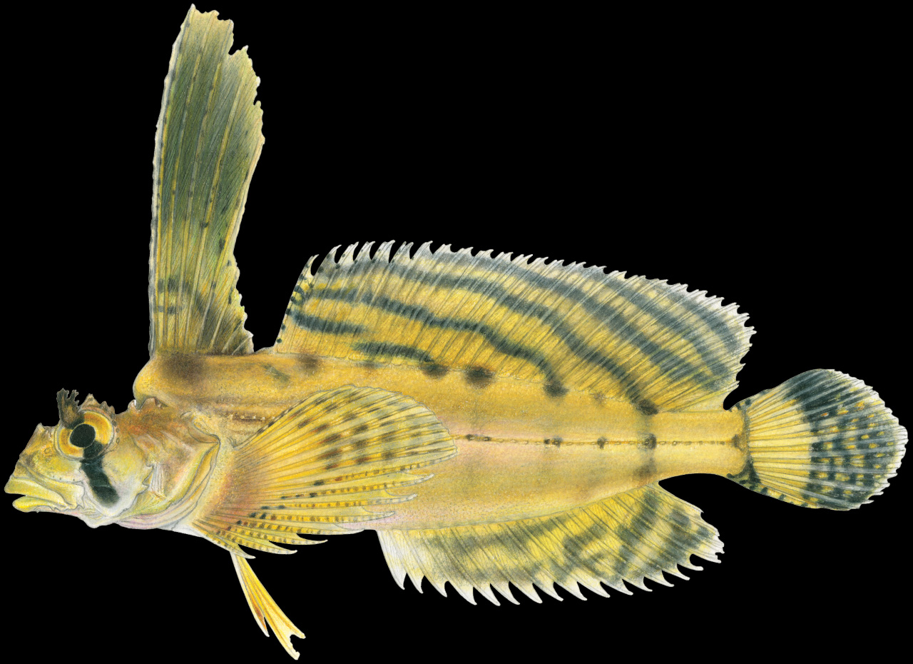 sailfin sculpin fish on black background