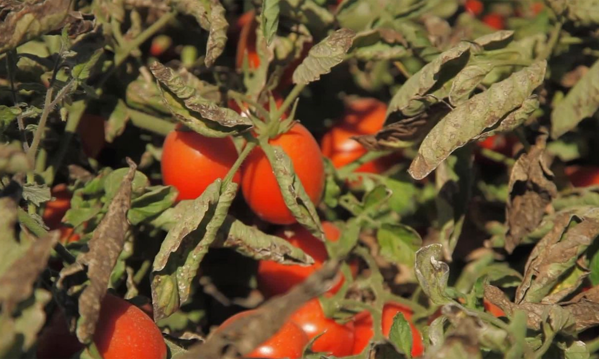 Red tomatoes on the plant