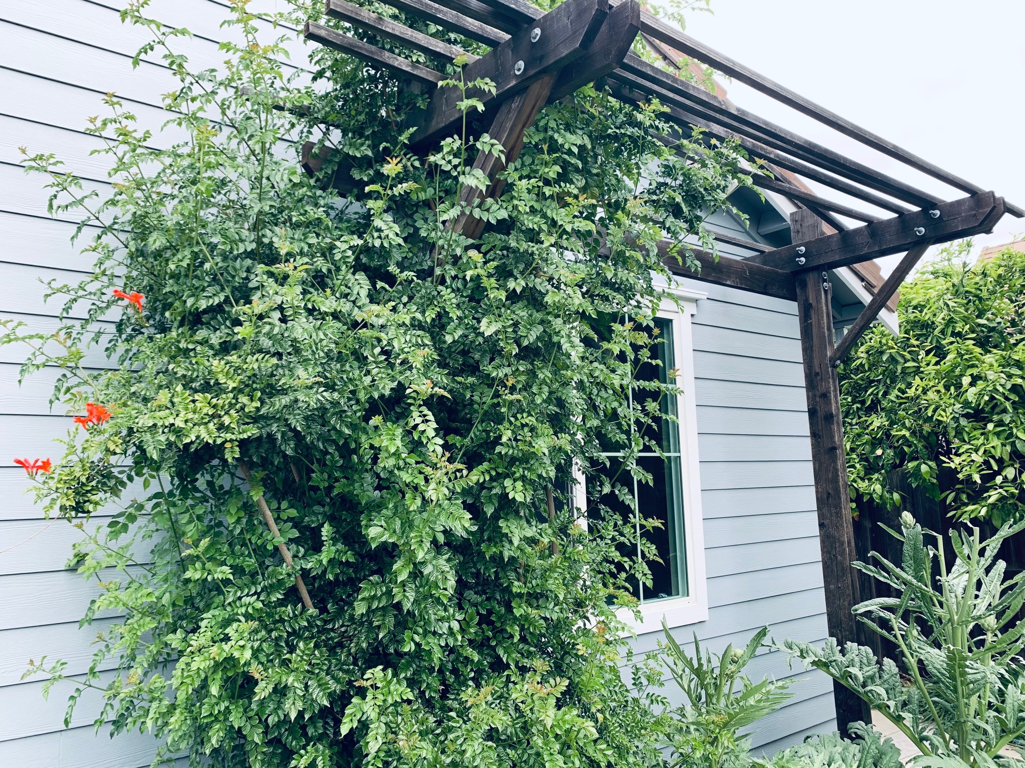 trumpet flower vine grows on trellis beside house