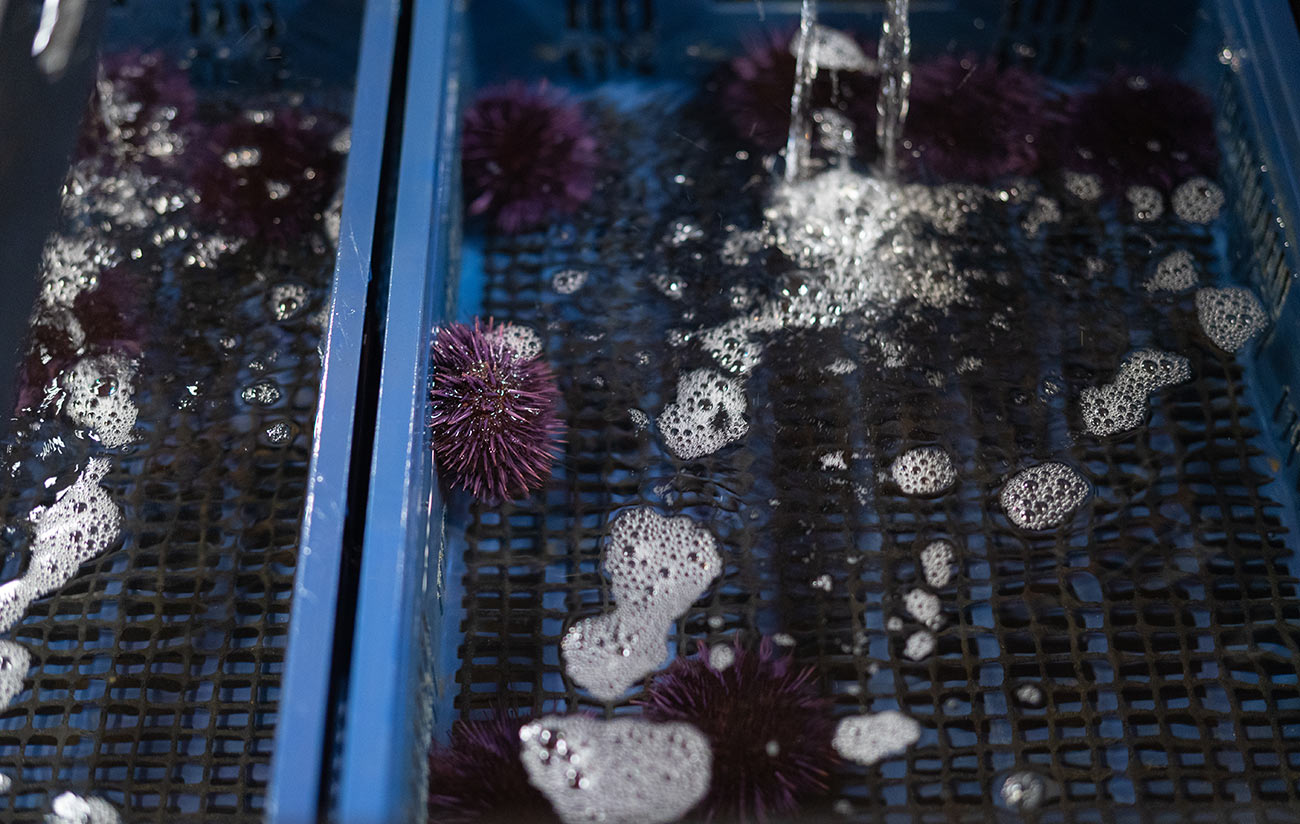 Purple Urchins