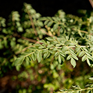 moringa research uc davis