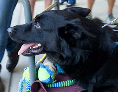 Peydro leaving the UC Davis Veterinary Medical Teaching Hospital.