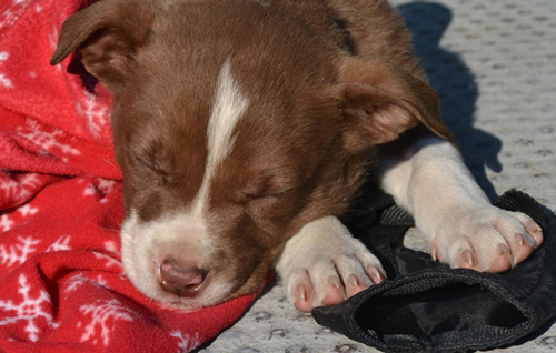  Puppy and blanket.