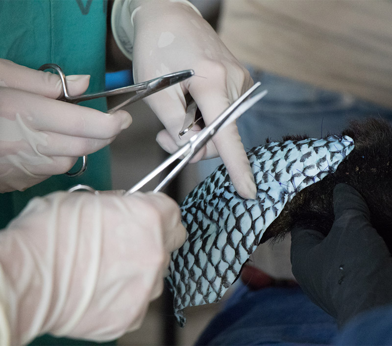 A burned paw has fish skin bandage applied.