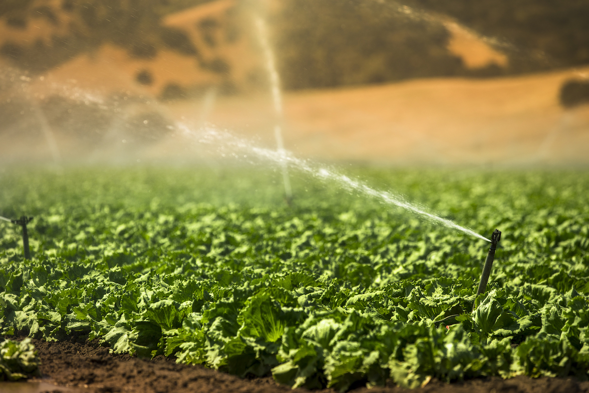 irrigating crops on sunny day