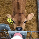 A calf drinks milk