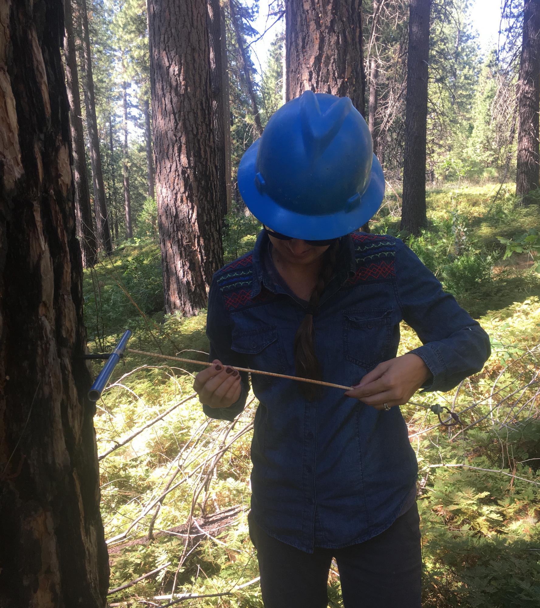 Scientist in Sierra Nevada Forest