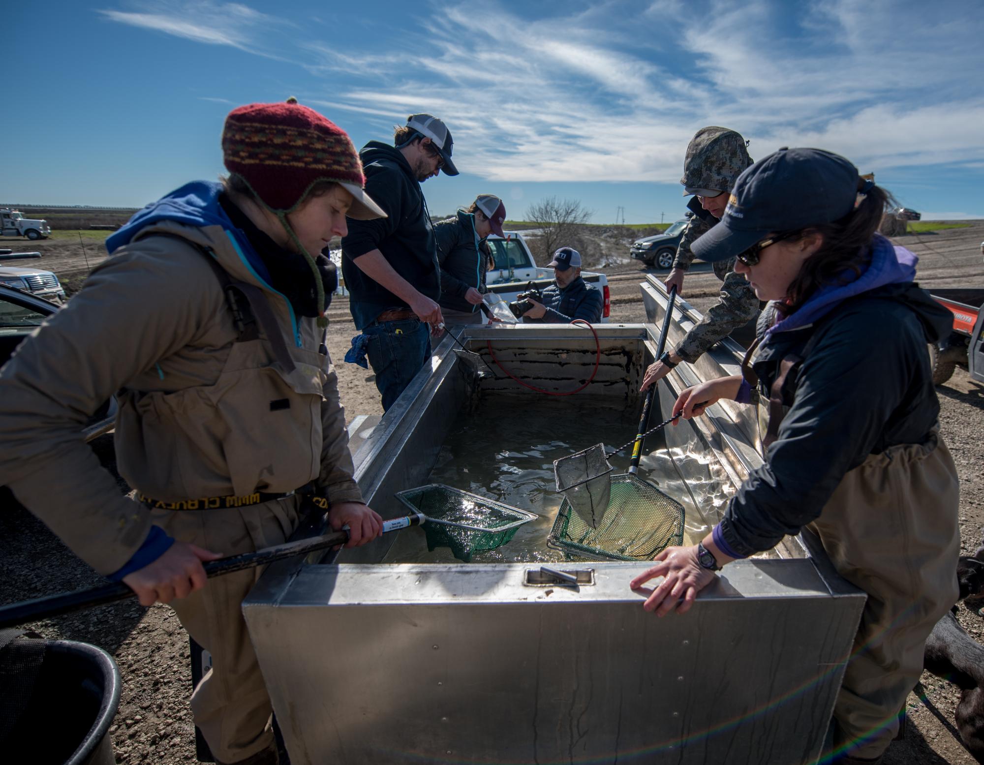 Scientists weigh and measure fish by rice field